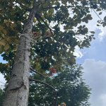 IMG_1146.jpeg