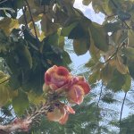 IMG_1147.jpeg