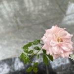 IMG_1152.jpeg