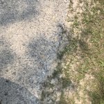 IMG_2523.JPG