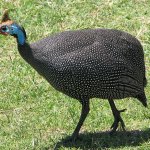 Guineafowl_RWD.jpg