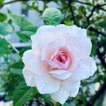 DCD4D012-5E0D-48BE-832E-4E04CB378AF6.jpeg