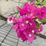 CC476C6E-3197-4F28-BB5A-7AA067056E2A.jpeg