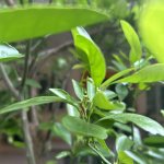 IMG_1285.jpeg