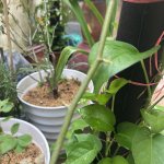 IMG_1286.jpeg