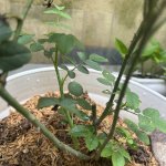 IMG_1287.jpeg