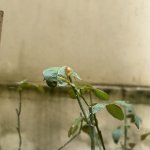 IMG_1289.jpeg