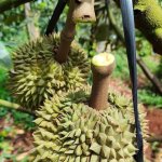 IMG_1373.jpeg