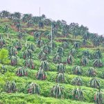 IMG_1375.jpeg