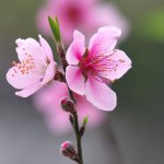 IMGP6855.jpg