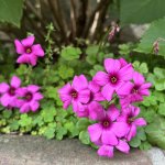IMG_7786.jpeg
