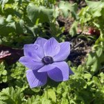 IMG_0481.jpeg