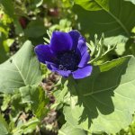 IMG_0482.jpeg