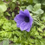 IMG_0445.jpeg