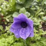 IMG_0446.jpeg