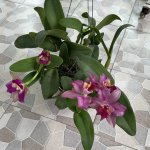 IMG_5540.jpeg