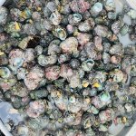 IMG_1762.jpeg