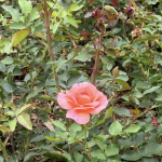 IMG_6133.png