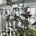 IMG_1434.jpeg