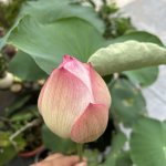 IMG_1437.jpeg