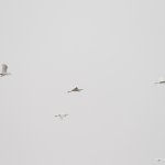 IMG_0902b.jpg