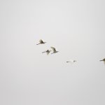 IMG_0903b.jpg