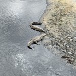 IMG_4820.jpeg
