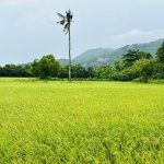 IMG_1060.jpeg