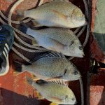 IMG_0101.jpeg
