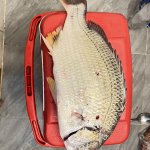IMG_0108.jpeg
