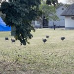 IMG_4867.jpeg