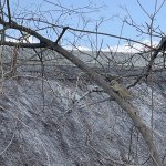 IMG_4873.jpeg