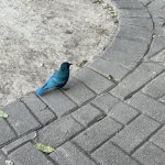 IMG_4876.jpeg