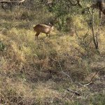IMG_4897.jpeg