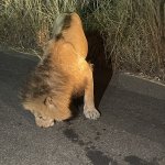 IMG_4938.jpeg