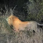 IMG_4932.jpeg