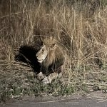 IMG_4972.jpeg