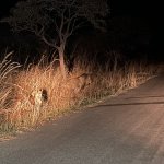 IMG_4961.jpeg
