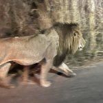 IMG_4950.jpeg
