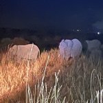 IMG_4983.jpeg