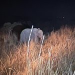 IMG_4978.jpeg