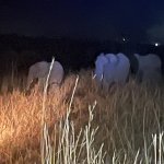 IMG_4982.jpeg