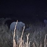 IMG_4977.jpeg