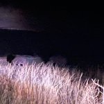 IMG_4955.jpeg