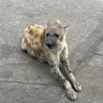IMG_5021.jpeg