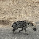 IMG_5018.jpeg