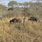 IMG_5069.jpeg