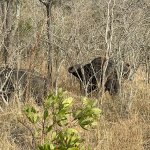 IMG_5073.jpeg