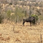 IMG_5029.jpeg