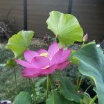IMG_4960.jpeg